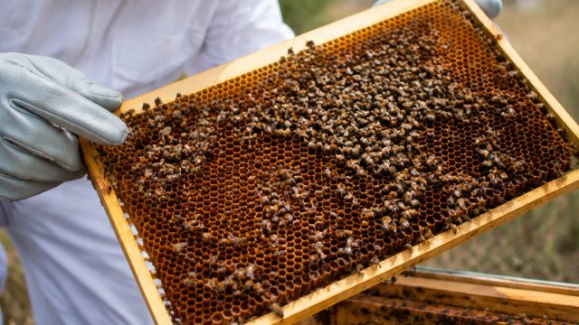 New Guide Released to Combat Varroa Mites in Beekeeping | si