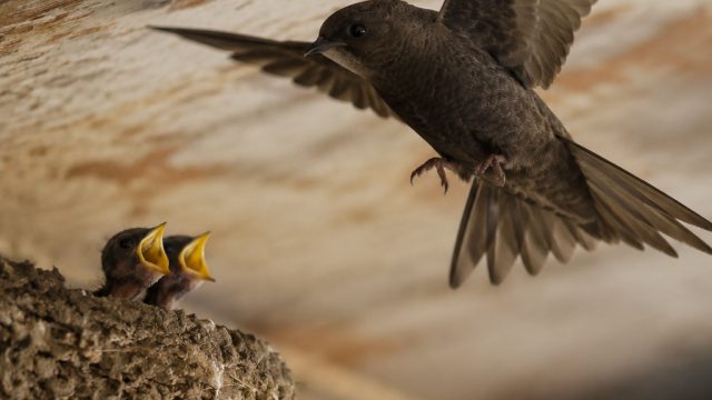 Summer Surge: Swifts Thrive with New Chicks Amid Weather Cha